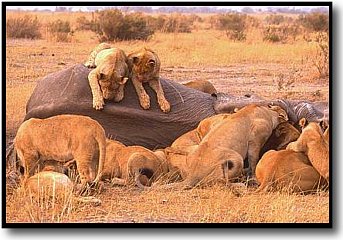 lions feeding