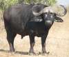 Big buffalo bull