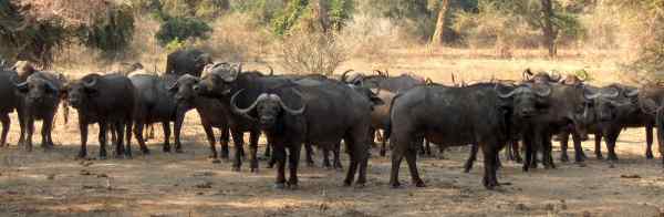 Buffalo herd