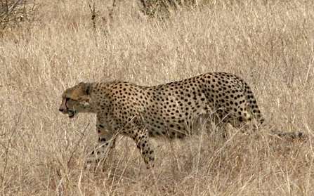 Cheetah in long grass