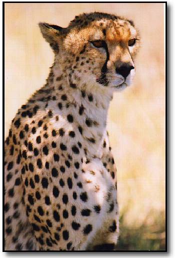 Cheetah picture