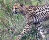 Cheetah walking