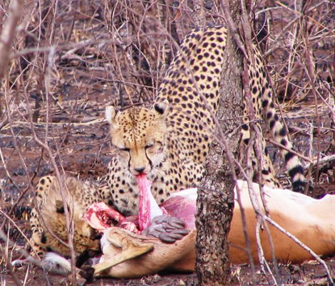 Cheetah mother and cub on impala kill