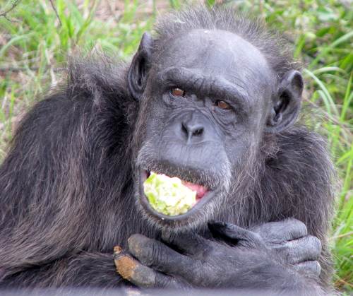 Chimpanzee photos