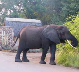 Elephant at Crocodile Bridge entrance, Kruger National Park