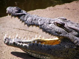 Nile crocodile