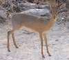 Dik dik