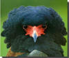 bateleur