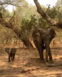 Elephant and her calf