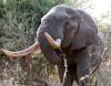 Elephant Feeding