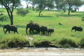 Elephant herd Tarangire