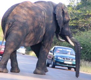 Elephant in the road