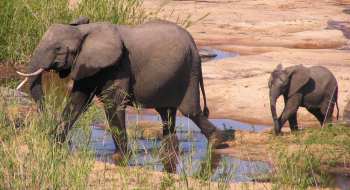 Elephant mom and baby