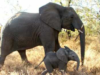 Mother and baby elephant at Edeni