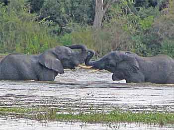 elephant swim