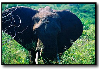 African Elephant