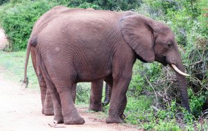 Elephants browsing in Addo Elephant National Park