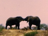 Elephants with trunks entwined
