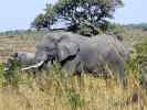 Elephants in Kruger Park - click to enlarge