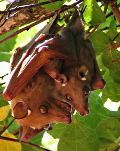 Epauletted fruit bat with baby