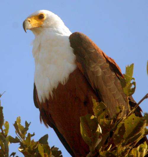 Fish Eagle