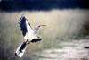 flying hornbill