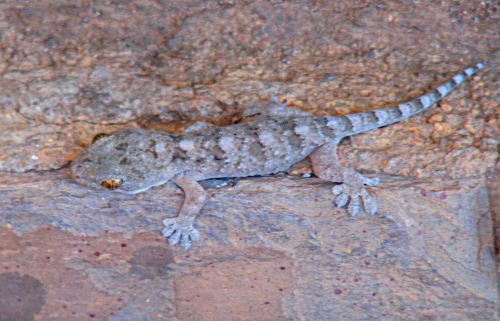 Gecko camouflage