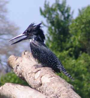 Giant kingfisher