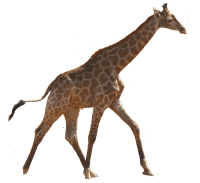 giraffe