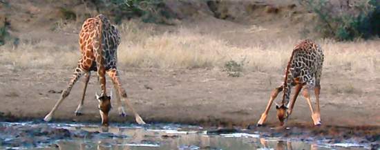 Giraffe drinking picture