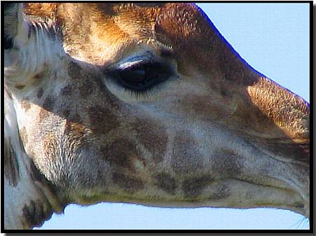 giraffe