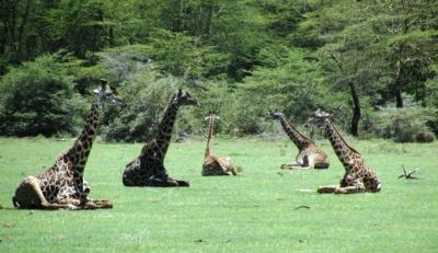 Giraffes - Â©Kenneth Bryant