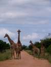 Giraffes Sparring