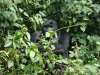 Gorilla hiding