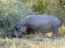 Grazing hippo - click to enlarge