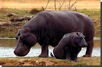Hippo and baby