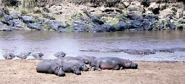 Hippos on river bank