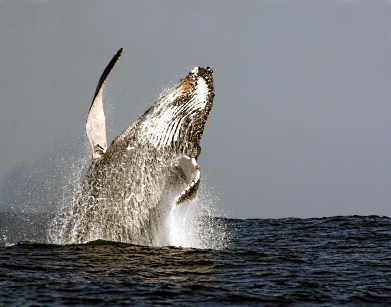 Humpback whale breaching