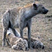 Hyena cubs drinking