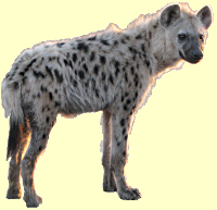 Spotted Hyena