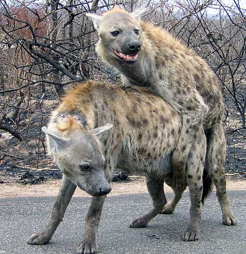 Animal Mating Pics of a Lion and Hyena Couple