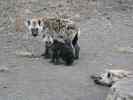 Hyenas at den - click to enlarge