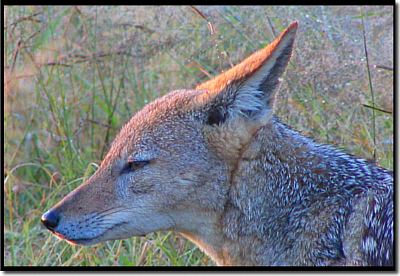 jackal close-up