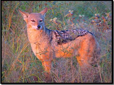 black backed jackal