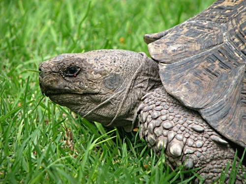 Karoo tortoise