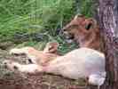 Lion cubs with full tummies