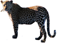 leopard