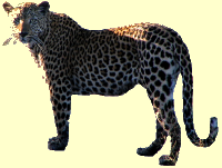 Leopard