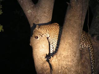 Leopard in a tree 