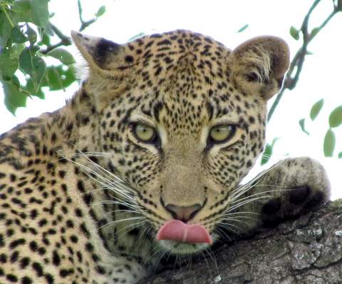 Leopard tongue